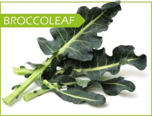 broccoleaf